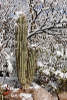 Saguaro Cactus with Snow
